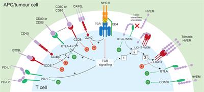 Immune checkpoints in rheumatoid arthritis: progress and promise